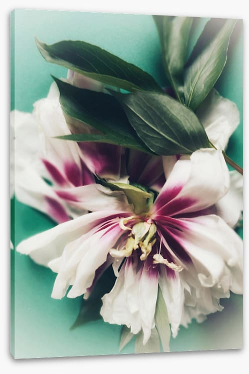 Last bloom