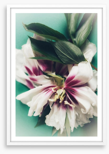 Last bloom