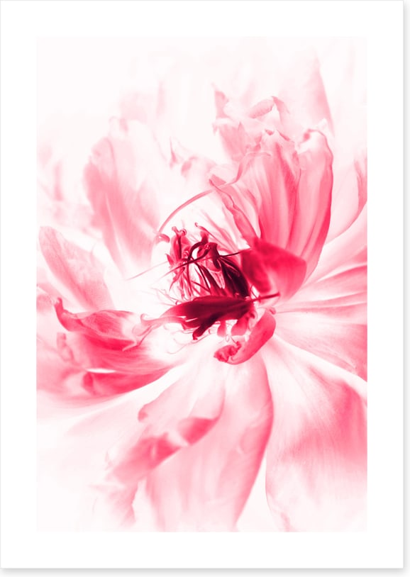 Bloom boom