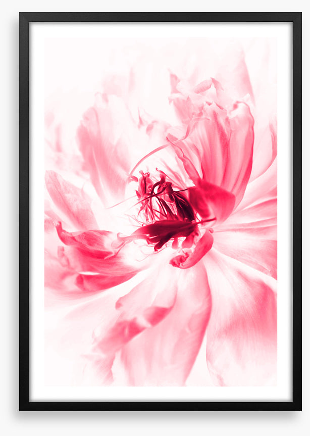 Bloom boom