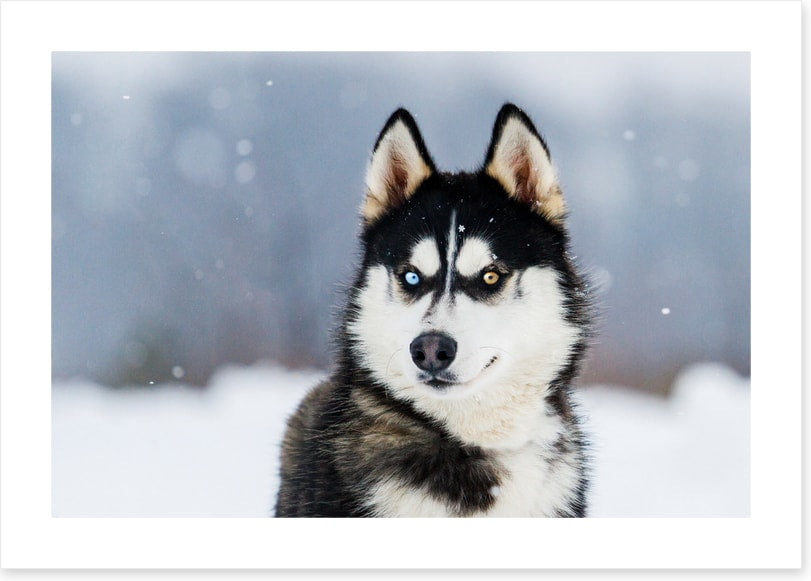 Dusky husky