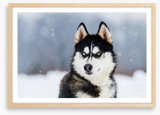 Dusky husky