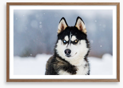 Dusky husky