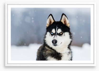 Dusky husky