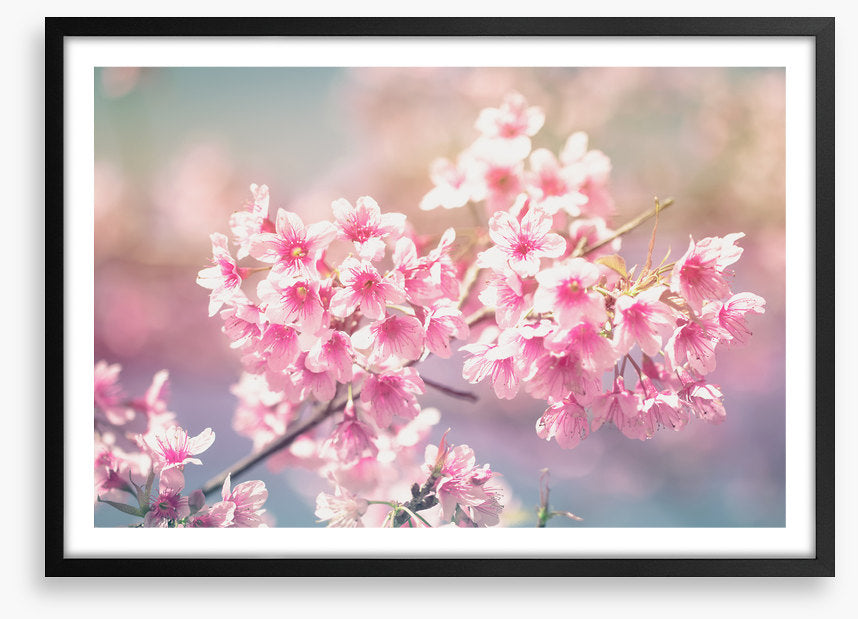 Sakura sunlight