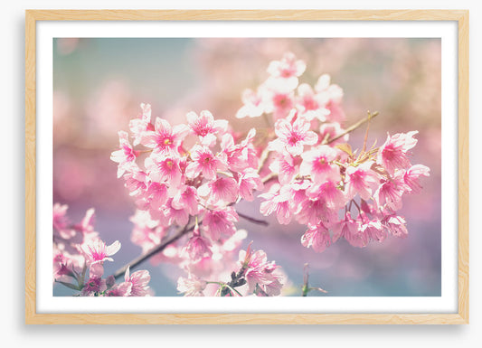 Sakura sunlight