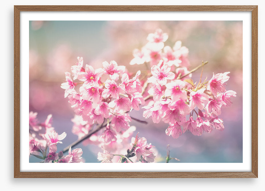 Sakura sunlight