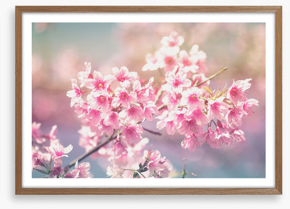Sakura sunlight