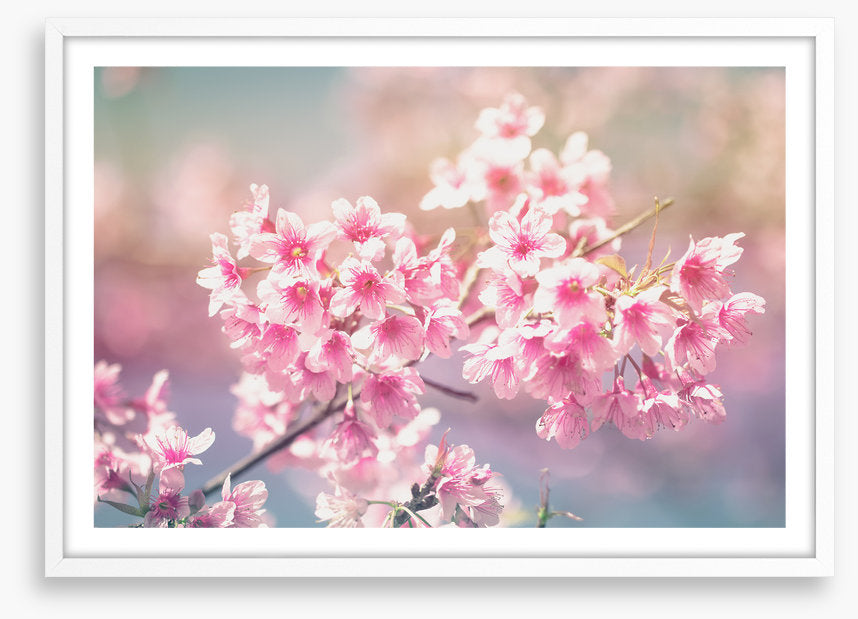 Sakura sunlight