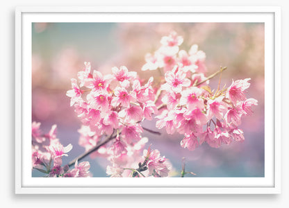 Sakura sunlight