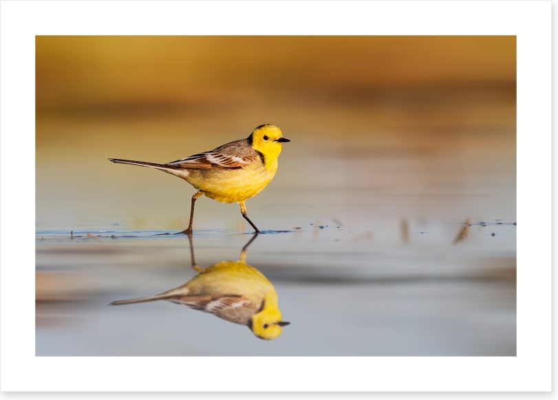 Little yellow wagtail