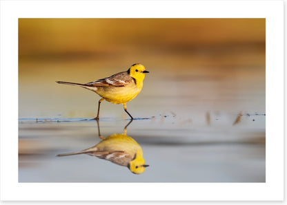 Little yellow wagtail