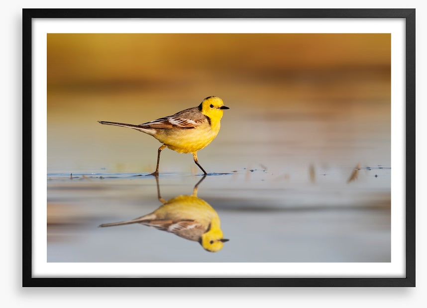 Little yellow wagtail