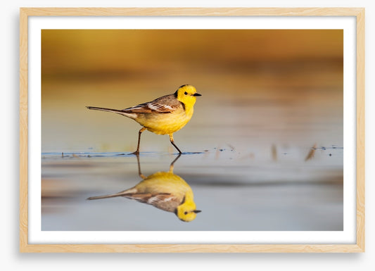 Little yellow wagtail