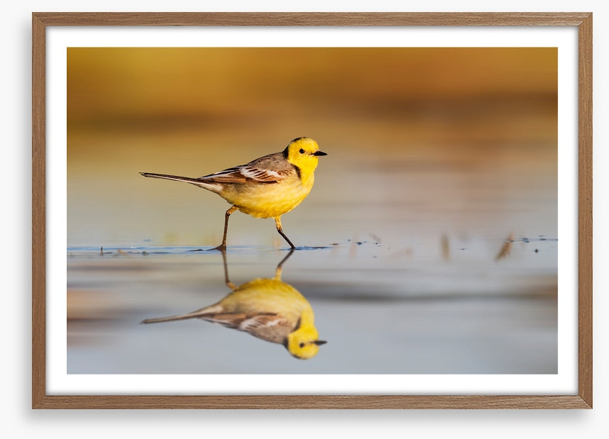 Little yellow wagtail