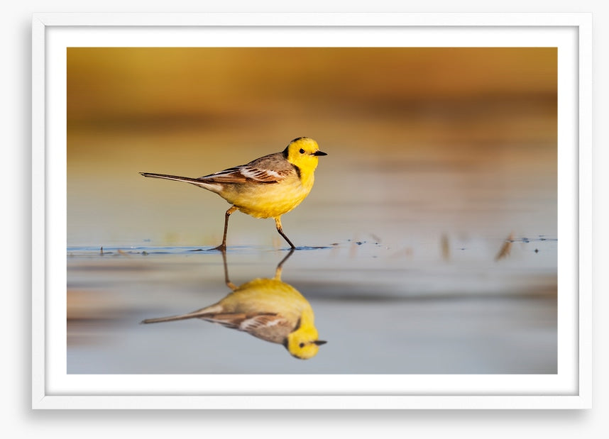 Little yellow wagtail