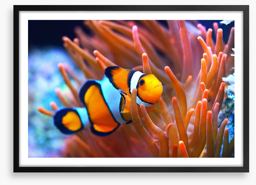 Orange coral clownfish