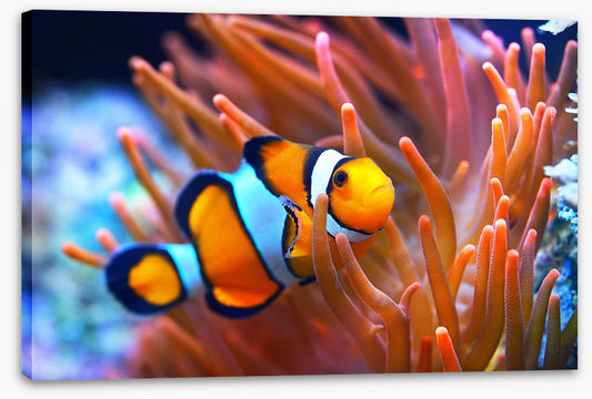 Orange coral clownfish