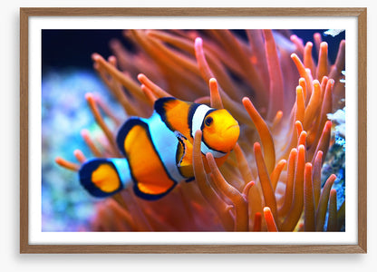 Orange coral clownfish