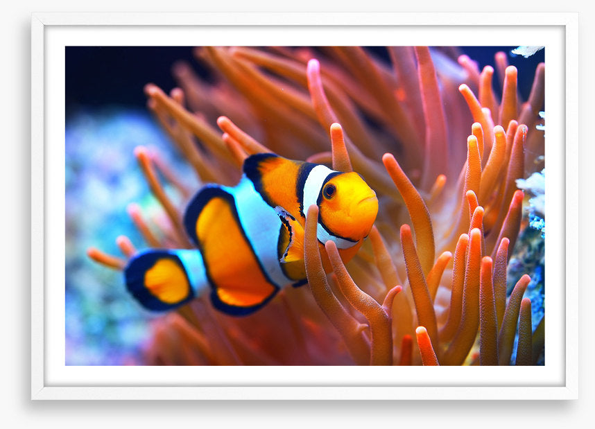 Orange coral clownfish