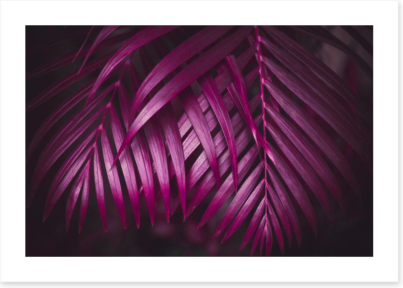 Purple night palms