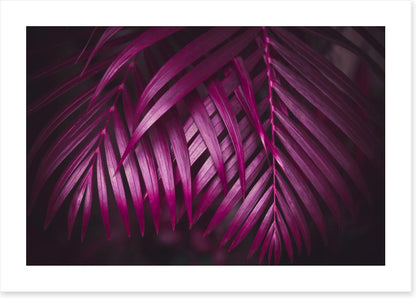 Purple night palms