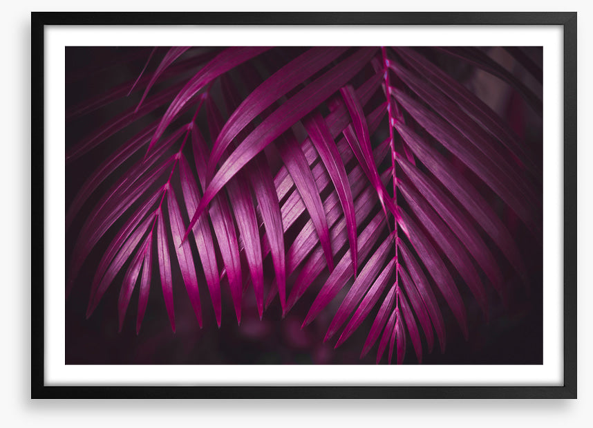 Purple night palms