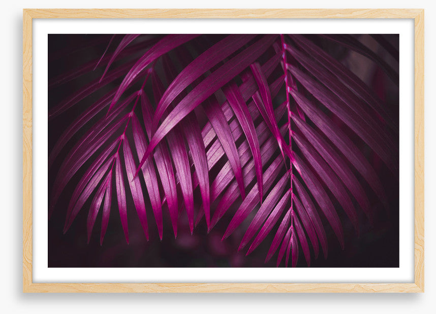 Purple night palms