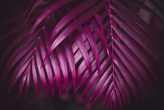 Purple night palms