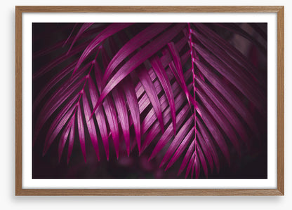 Purple night palms