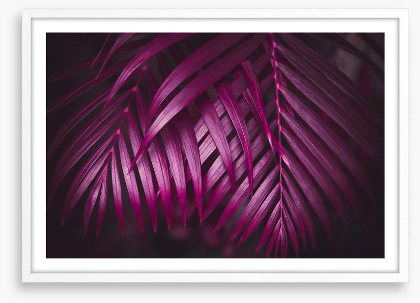 Purple night palms