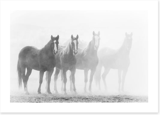 Mustang mares