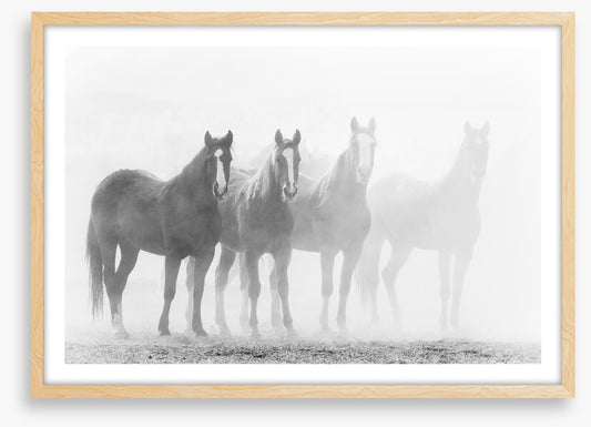 Mustang mares