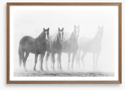 Mustang mares