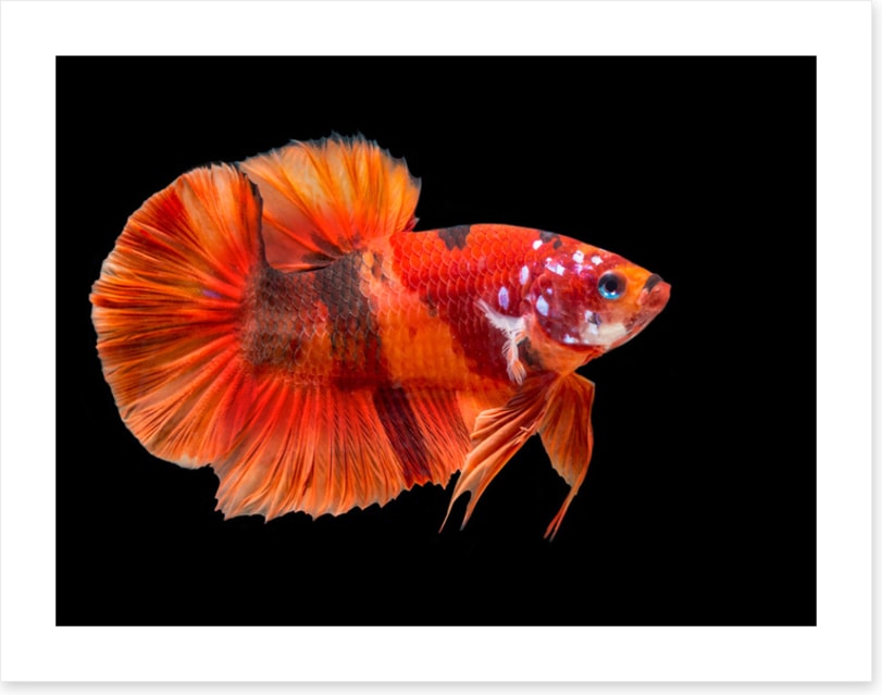 Fish / Aquatic