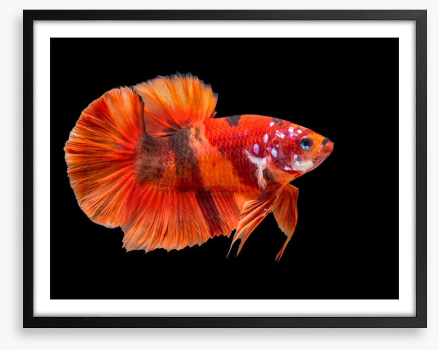 Fish / Aquatic