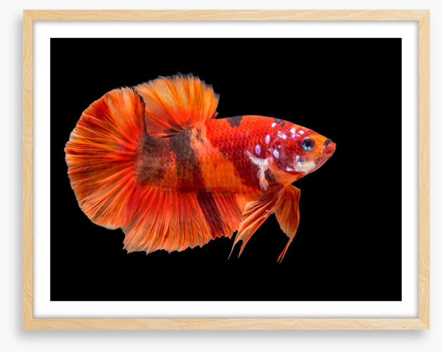 Fish / Aquatic