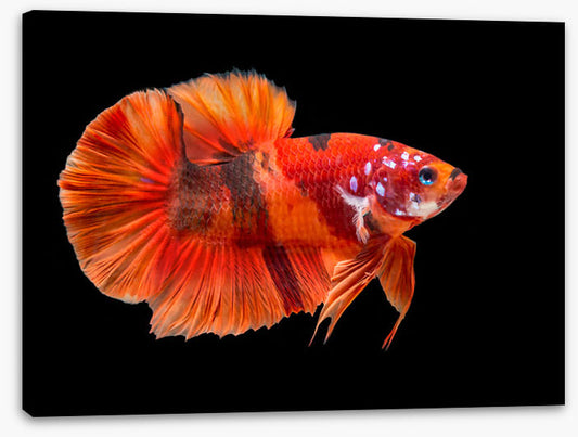 Fish / Aquatic