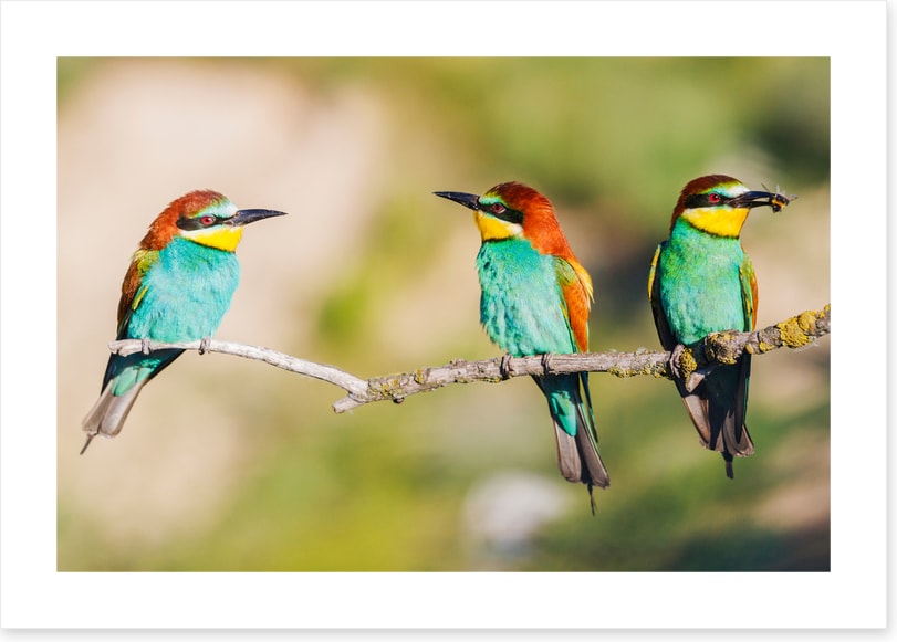 Three on the tree