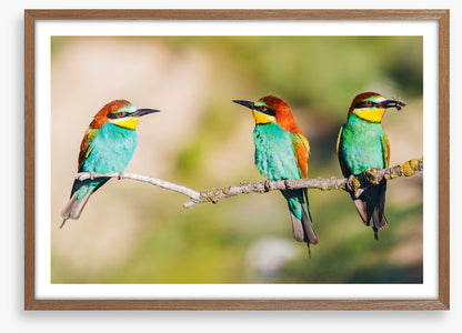 Three on the tree