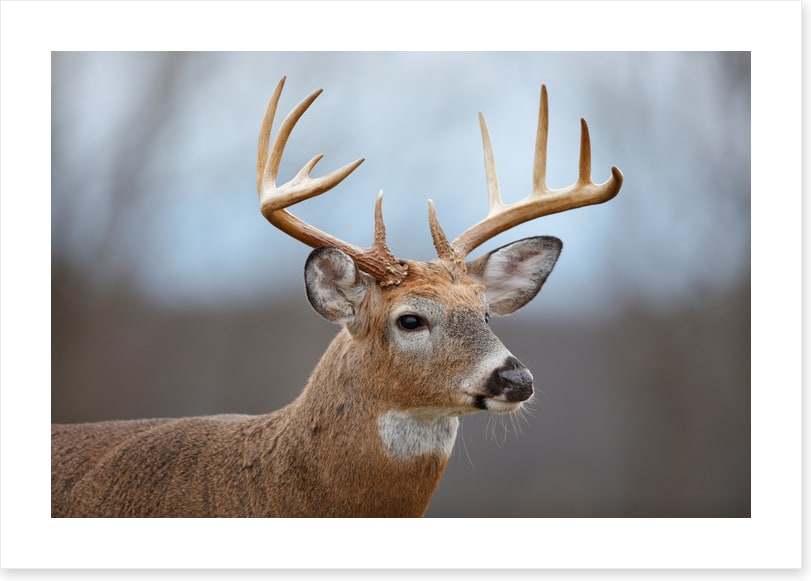 Mammals