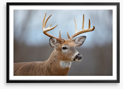 Mammals
