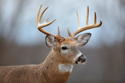 Mammals