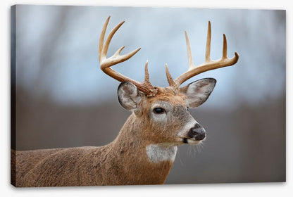 Mammals