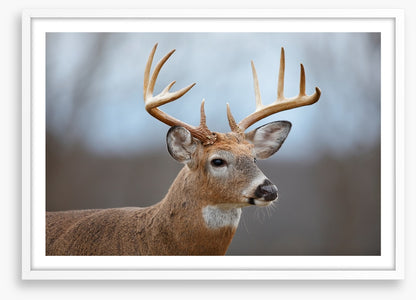 Mammals