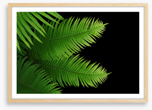 Ferny fronds