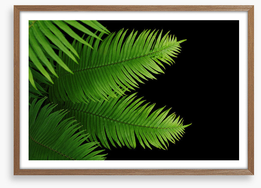 Ferny fronds