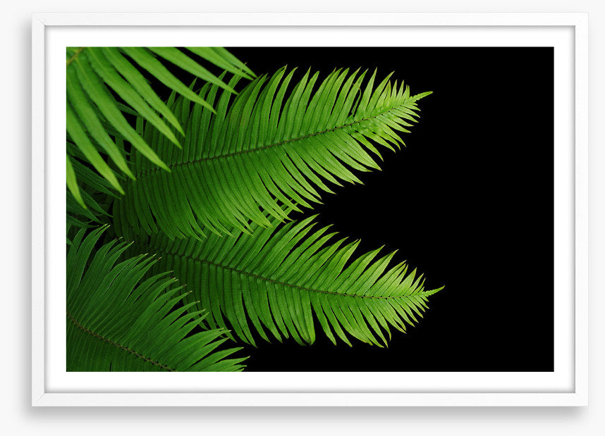 Ferny fronds