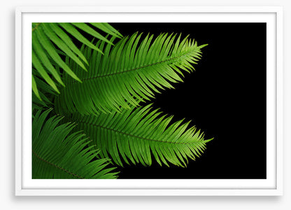 Ferny fronds