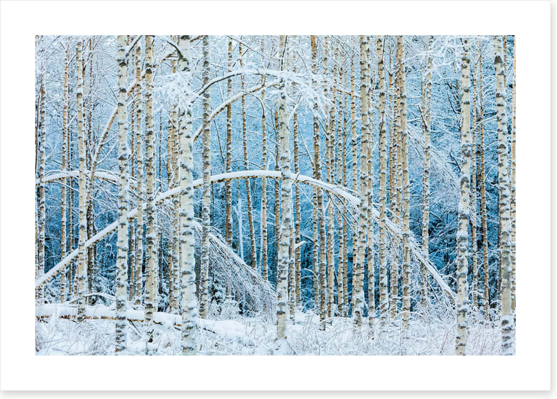 Arctic arches